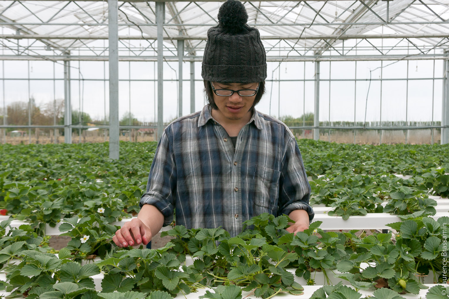 Liu travaille en tant que saisonnier agricole pour un petit producteur de fraises en hydroponie à Blenheim. Il a préalablement travaillé 5 mois dans une usine d'emballage de pommes à Hasting. Le travail à l'usine lui garantissait 40hrs par semaine. La ceuillette des fraises est un travail plus précaire. Il travaille entre 22hrs et 35hrs par semaines. Pour Liu, originaire de Chine, ce visa temporaire lui a donné une opportunité unique d'expérience de travail à l'étranger. La Chine n'a signé qu'un seul accord bilatéral de ce type, avec la Nouvelle-Zélande. Il profite aussi de la différence de valeur monétaire entre le dollar néo-zélandais et le yuan.