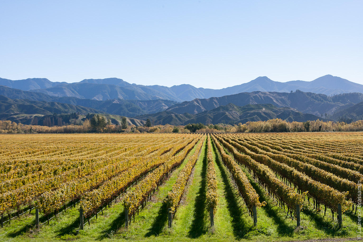 Vignobles dans la région du Malborough vers Blenheim. C'est dans cette région qu'est produit la majeure partie du vin néo-zélandais. Le Sauvignon Blanc représente 78 % des cépages plantés. La région comptait en 2012, 142 établissements vinicoles, 598 producteurs de raisins, 23,600 hectares de plantations de vignes et en 2013, 251,680 tonnes de raisins ont été ramassés.