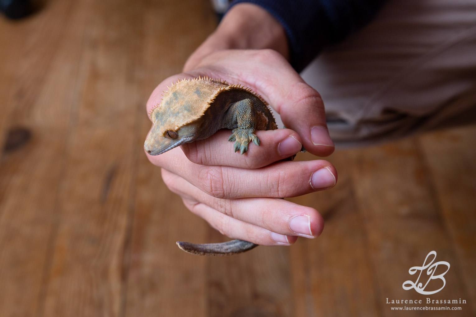 Thibault et ses geckos à crête