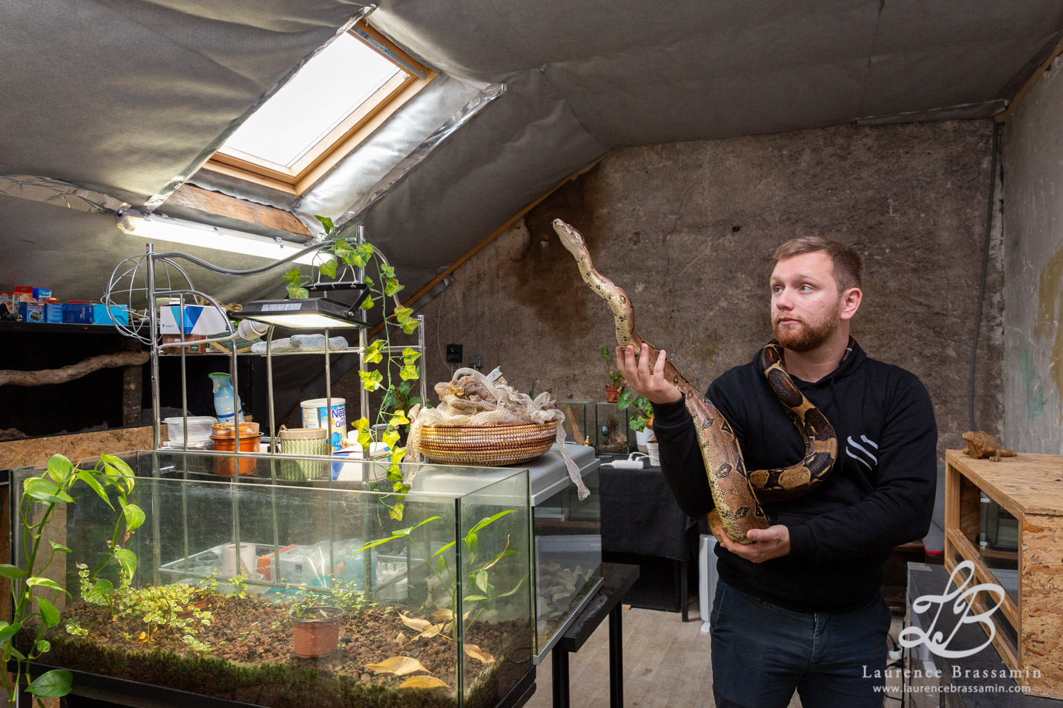 Quentin et ses serpents, un boa constrictor et une Morelia spilota Mcdorwelli